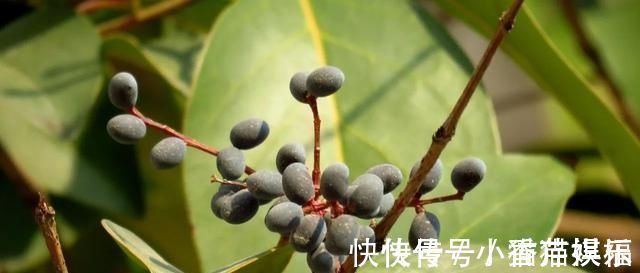 保肝护肝|它是养肝明目“特效药”，路边很常见，遇到别错过