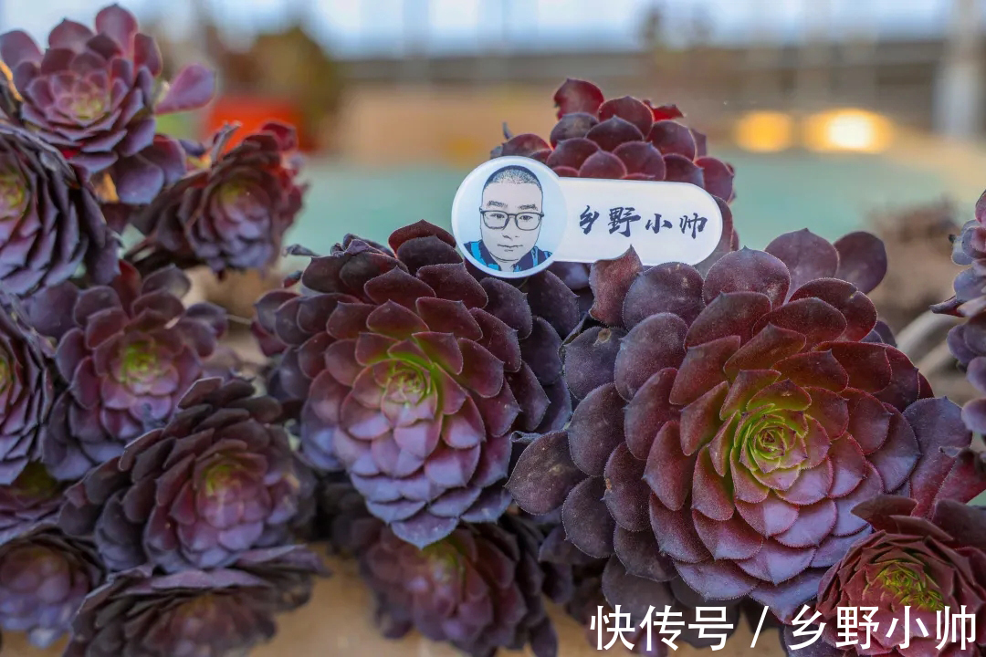 多肉|做好这几点，多肉养个两三年，变成大老桩