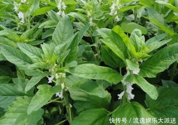 人到中年|人到中年,不妨多吃以下食物,祛风除湿,调中益气,止咳化痰