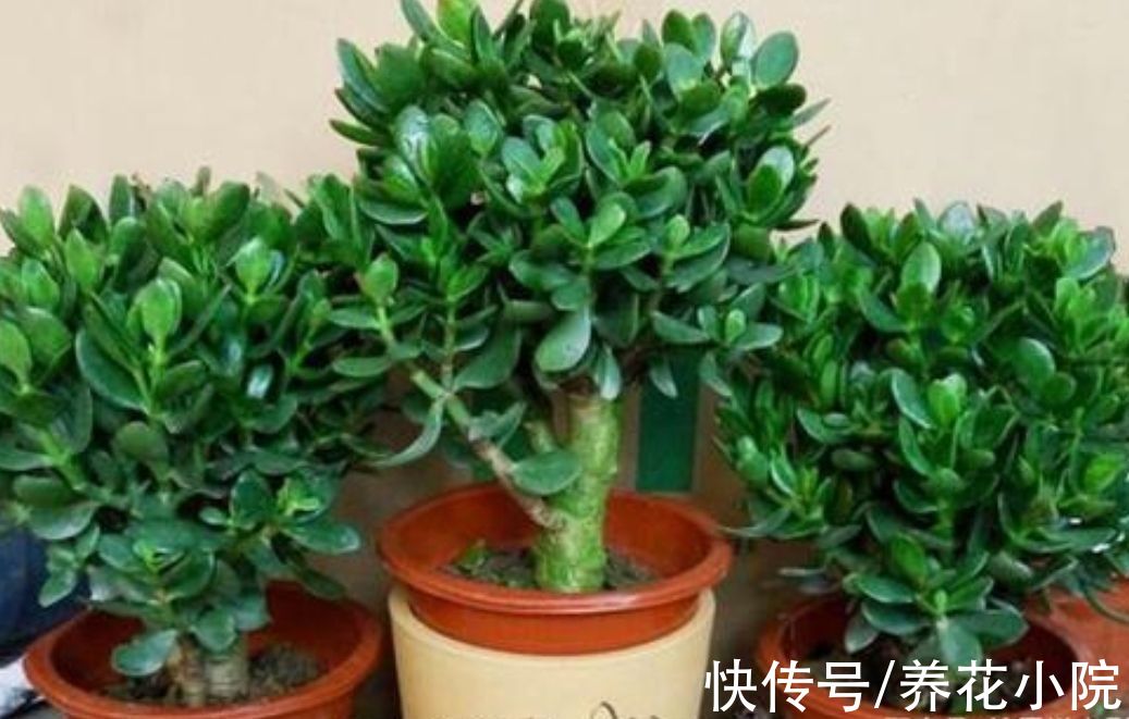 养玉树,2种枝不能留,否则难以长粗壮