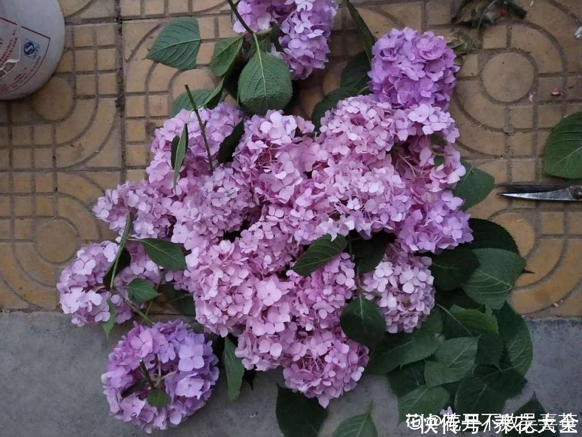 狗牙根|秋天扦插5种花，呼呼冒出“狗牙根”，明年春天就开花