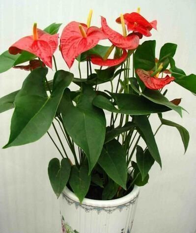 红掌不开花?盆里浇点它,花比叶子还多,红红火火一整年