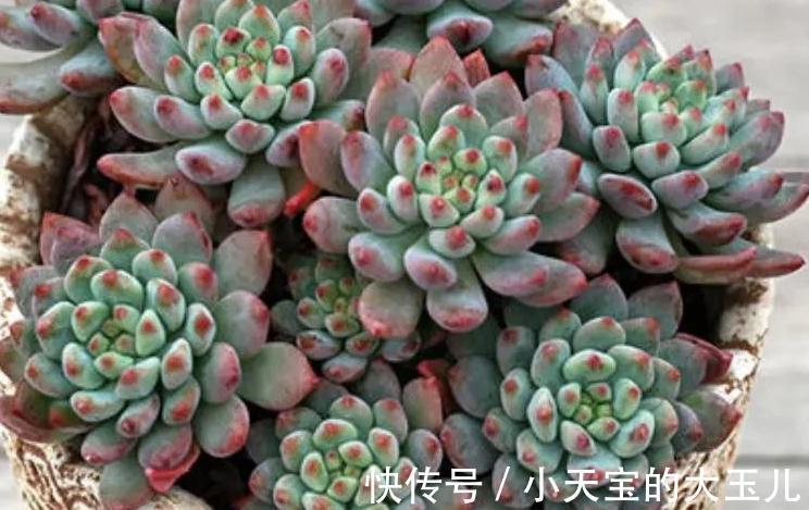 3种多肉大普货,简单养殖变成手捧花,价值翻了好几倍