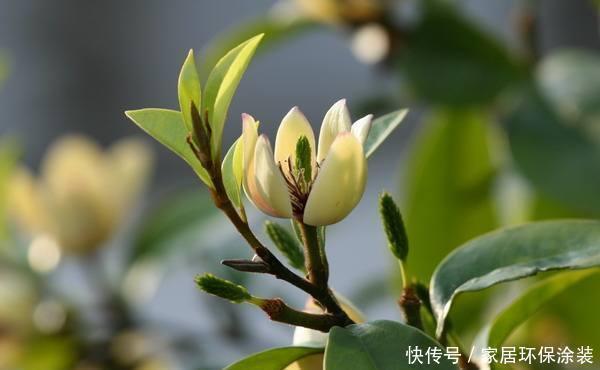 这花只开一半花,香味却能飘老远,养在家里闻花香