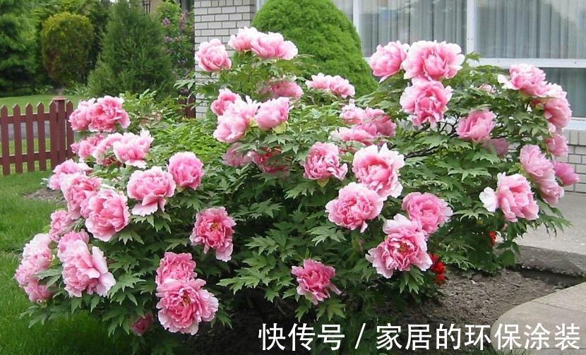 十月不知养啥花？看看这六种，好养又漂亮，可以放心入手