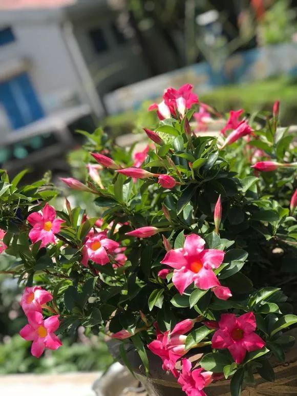 6种花喜欢晒太阳，越晒花越多，一开200天不歇气！