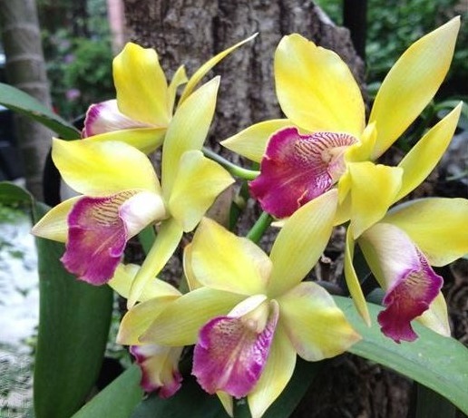 “兰花”花骨朵少来点“促花肥”,花苞不停长,开花亭亭玉立