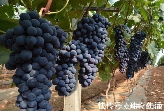 黄花菜|天然的“安眠药”找到了,失眠的人每天吃一点,让你一觉到天亮