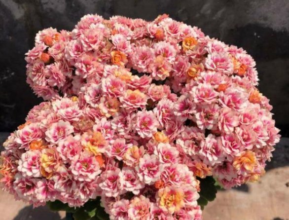 长寿花|4种花,喜欢“掐”掐得越多,就越不容易长出浓密的门户