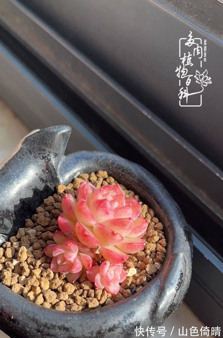 我与多肉植物百科的398天离别又重逢!