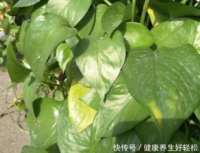 家有这2种“垃圾”,是养花的“宝贝”,平时别扔了,养绿萝超旺!