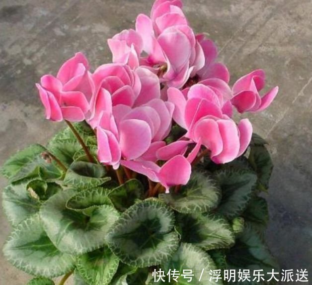 4种花自带财运,家里养一盆,开起花来“拦”不住,美不胜收