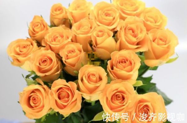 公主|喜欢玫瑰,不如养盆“玫瑰精品”假日公主,金碧辉煌,寓意美好