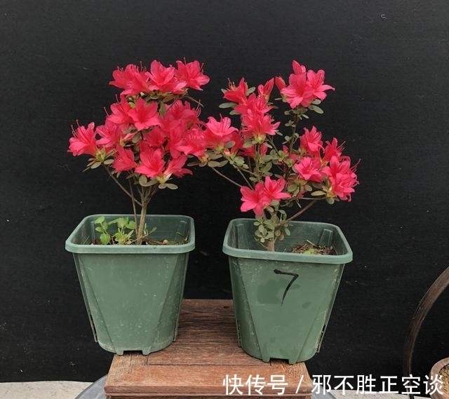 冬天杜鹃花怎么养?这5点技巧,让你的杜鹃花“死不了”