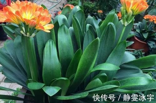冬天养君子兰有技巧，掌握几个要点，叶片挺拔如折扇，开花鲜艳！