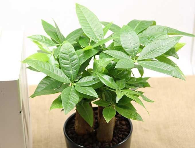 这6种花一个月不浇水都死不了，养起来简直太省心了