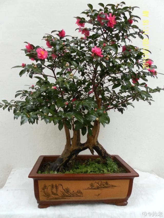 镇宅|盆景家里养盆松,代代出富翁,镇宅守家福气旺