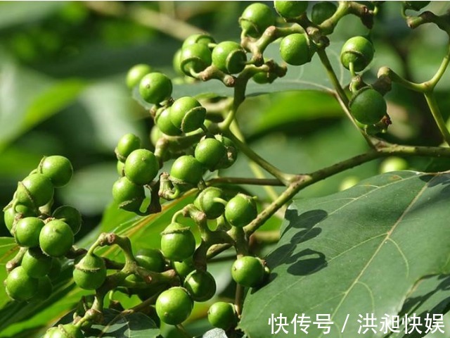 新修本草|一种长得像木头疙瘩的甜果，李时珍称它“千杯不醉”，越喝越霸气