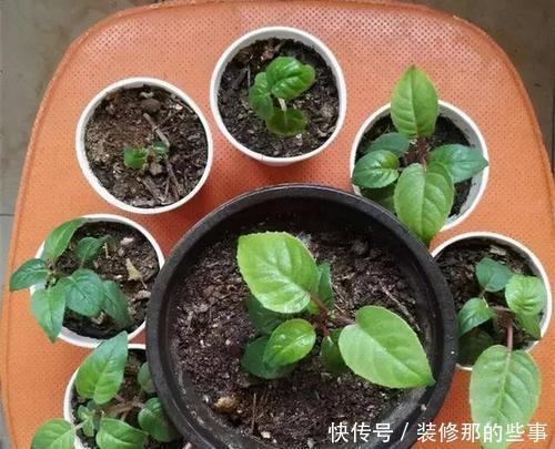 新手|5种花,现在扦插正当时,天越热生根越快,适合新手