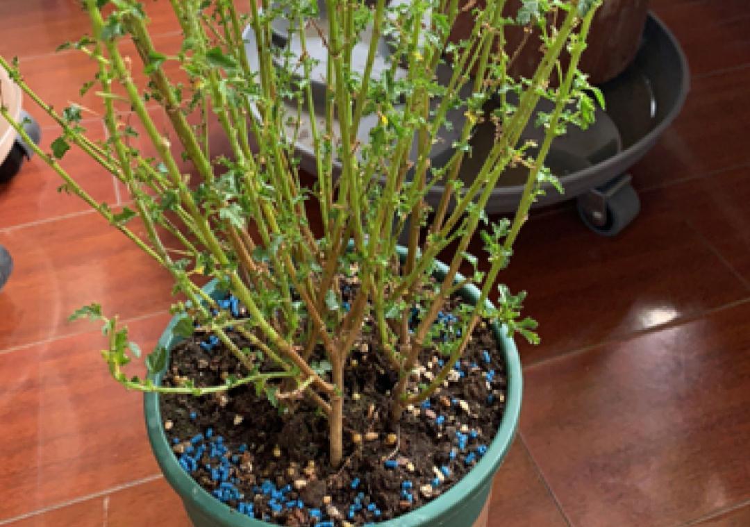 花成了光杆司令，剪一刀撒点药，很快冒新芽