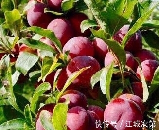 排毒|女性常吃此物,再贵也别省,排毒污血,皮肤红润细腻,抗癌抗衰老