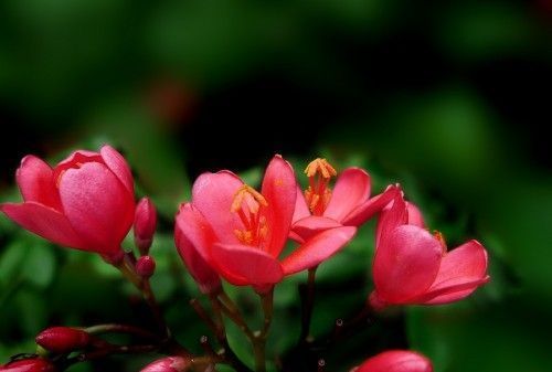 一年生|养花试试这几款,适合春天养殖的日常花卉