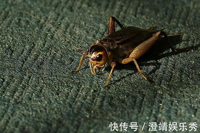 小鱼|还只知道红虫、蚯蚓？钓鱼界的10大荤饵！数数你用过几种
