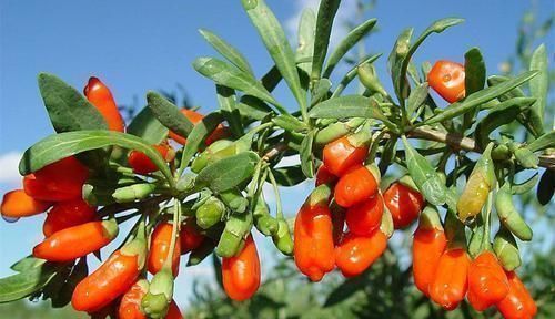 补肝益肾|枸杞配上“它”,连喝7天,补肝益肾,体内湿气没了,腰也细了