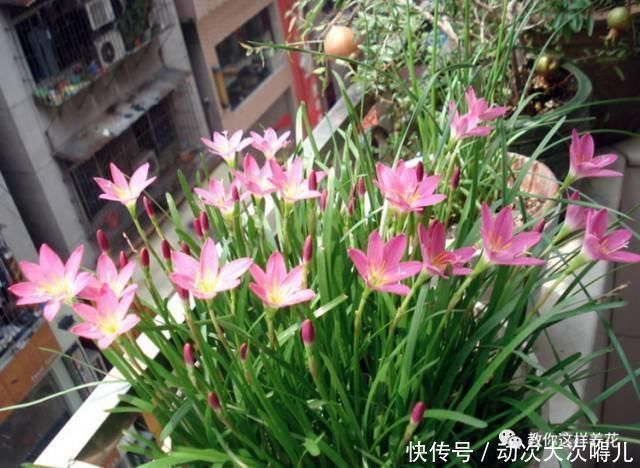  惊艳|这种球乱养都能活，丢盆里1个月开花，开花太惊艳