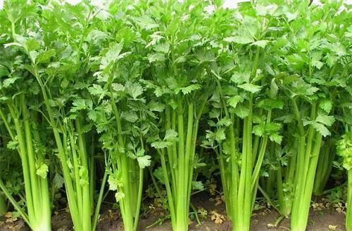 清热去火|女性过了40岁，推荐三种食物，清热去火，安神助眠，排毒养颜