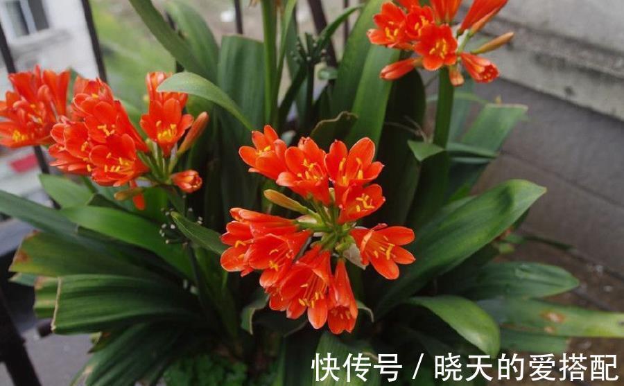 10月过后,君子兰有“3怕”,及时避开才能早开花、叶油绿