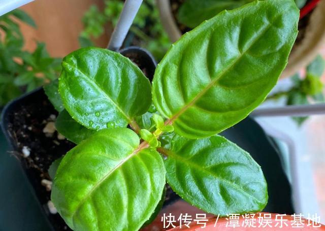 6种花淋雨就会“烂”,下雨最好放屋里,别忽视