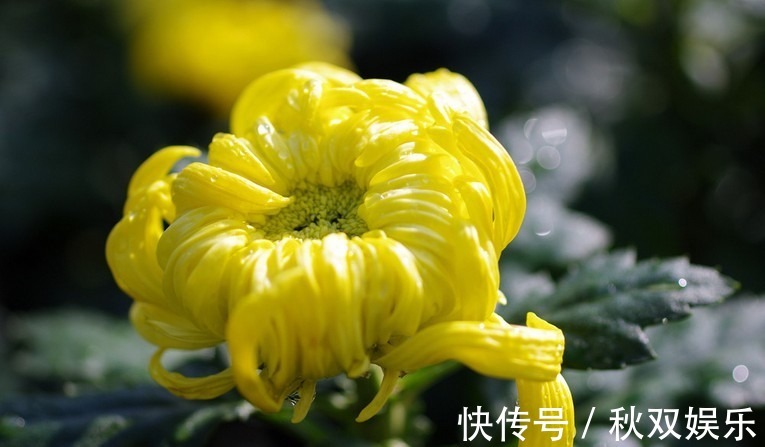 菊花|此花有着顽强的生命力,代表了高尚的灵魂,也是象征了皇室的花