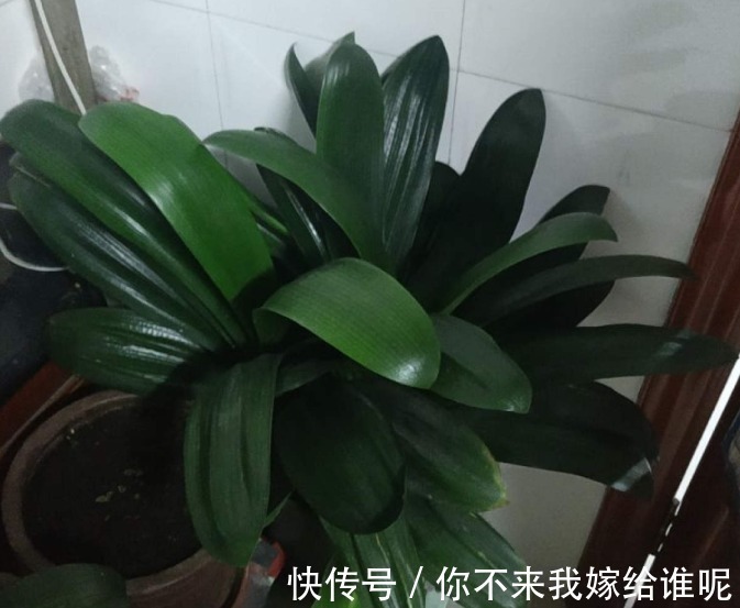 氮肥液|君子兰3大养护难题,一次性给你解决,今年准时开花!