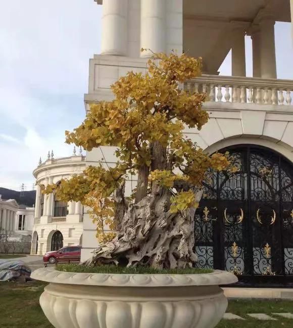 这4种“盆景树”,不仅观赏性高,寿命还特别长,越养越值钱