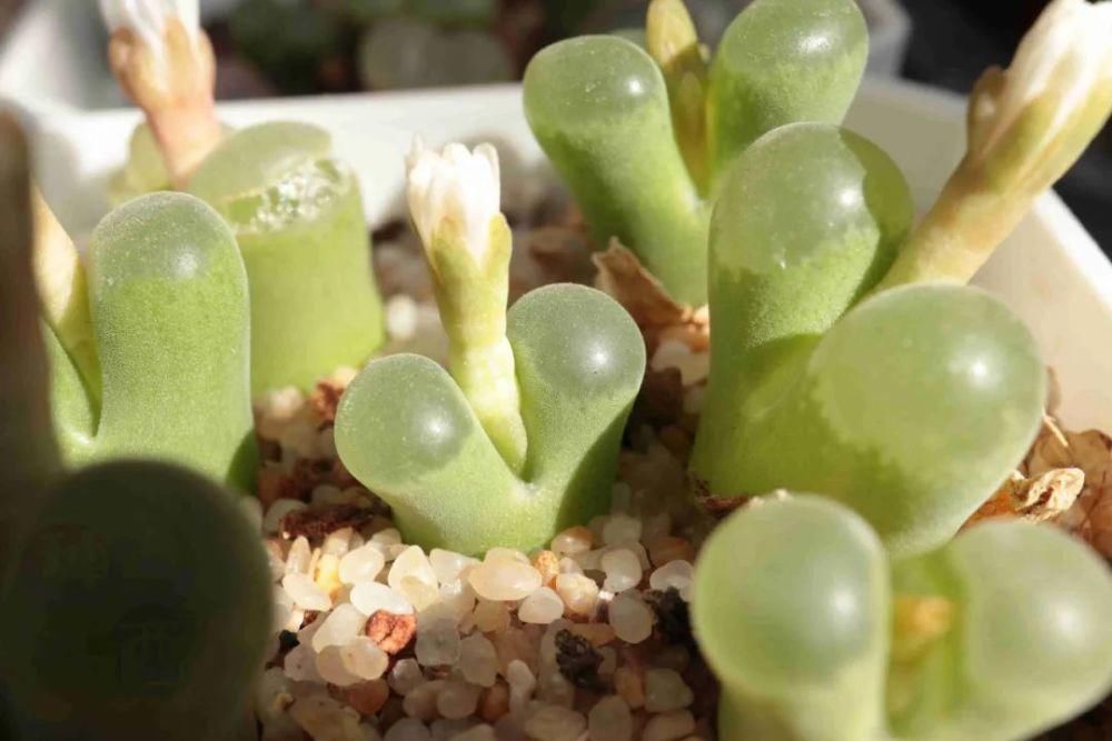  磁铁|磁铁风铃Conophytum Concordans