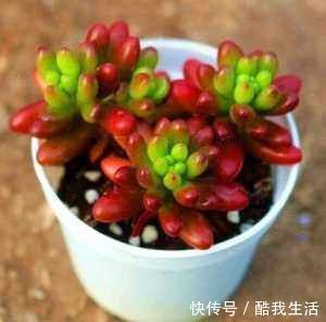 养花人都不喜欢的北阳台，夏天是块“宝”，养这些花草太好了