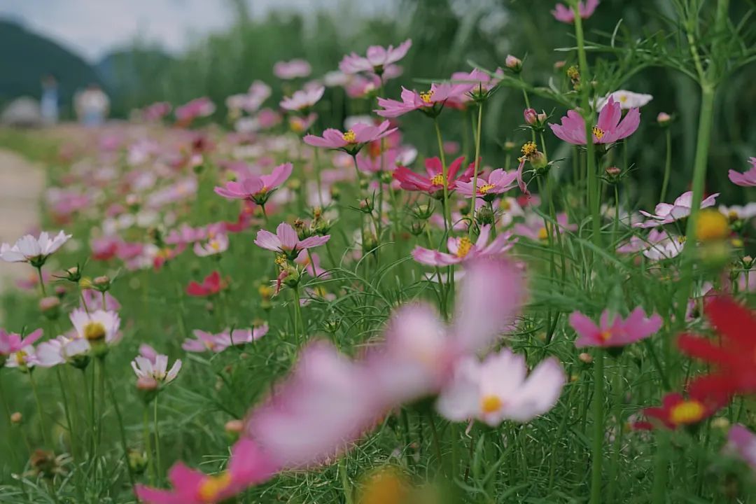 炎炎夏日来啦！赏花、观景、饮茶……带你觅夏凉！