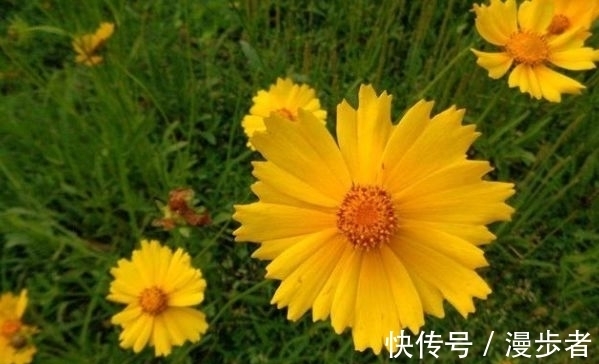 最适合新手养的4种花,好养漂亮花期长,开成百花园