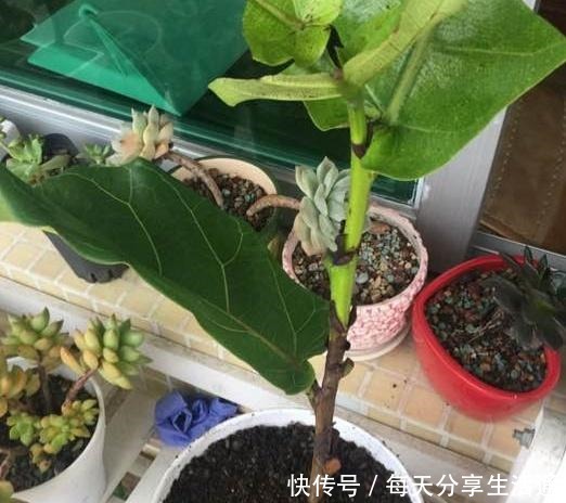 一起学习琴叶榕扦插，注意3点，做好完整6步，生根发芽容易！