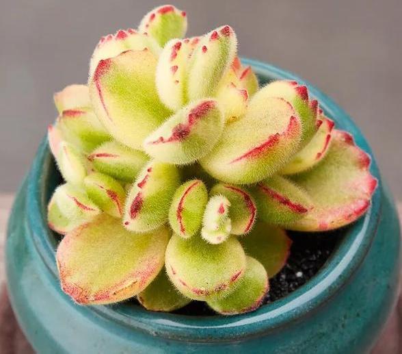 夏必死的多肉品种，该如何盆栽正确避暑抓住3细节状态佳