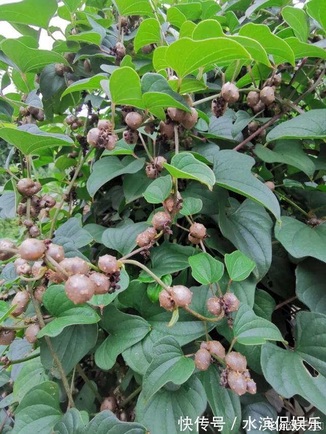 发芽|2个月没在家，厨房的菜变成小森林，再也不用买花了！水培蔬菜盆