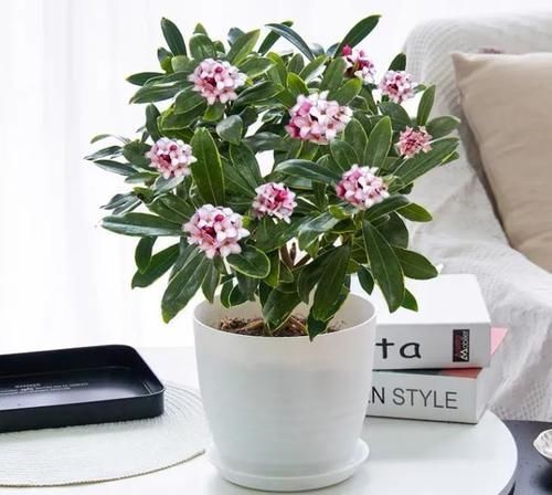 花香|年底什么要养金边瑞香?3个理由,或许能够说服你