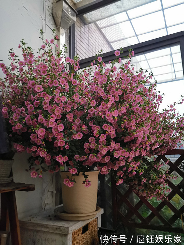 它是最容易开爆盆的盆栽，花量丰富，年头开到年尾，漂亮又好养