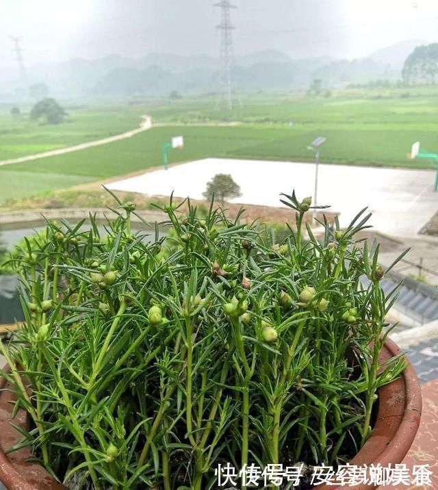 养护|夏天“最适合”扦插3种花,10天生根,养2个月就能变“花海”