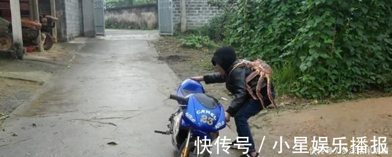 书包|远看一小孩背着“螃蟹书包”,走进才知,这是个20多斤的帝王蟹