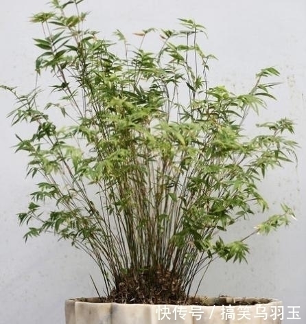 没听劝在院子里种了几颗竹子,才两年就后悔不已