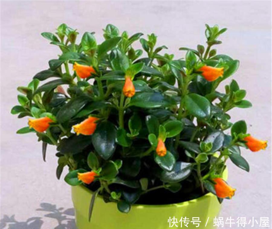 金鱼吊兰冬天开爆了,做好5个小细节,一年四季花开不断