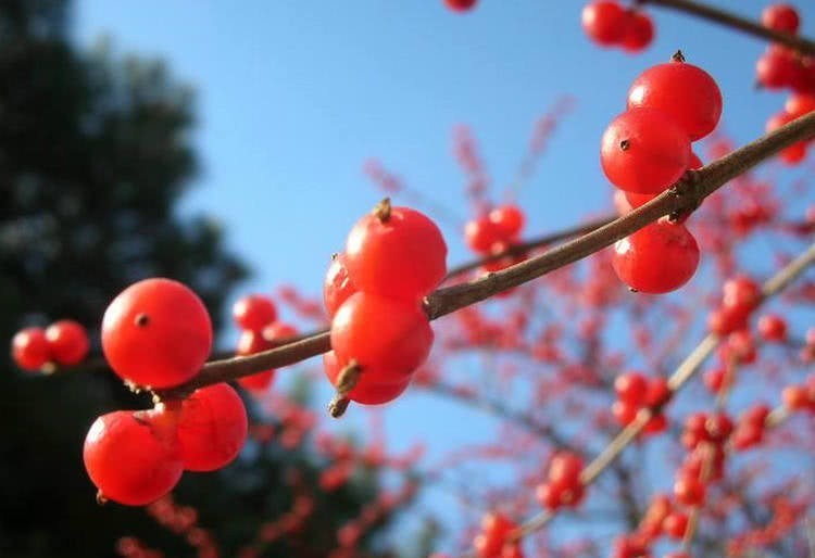 试婚宫女|乾隆最爱的女人不是富察皇后,也不是魏璎珞,而是一个是试婚格格