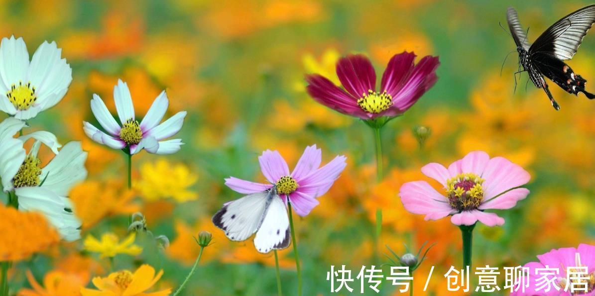 花海公园|打造花海很简单,种子撒下去就成,福州几个地方四季都是花海